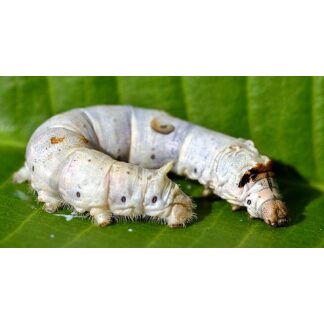 Silkworms