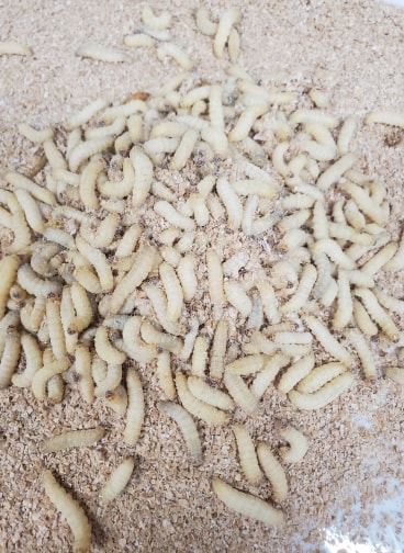Waxworms - Image 2