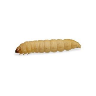 Waxworms