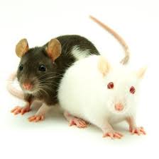 Live Rats