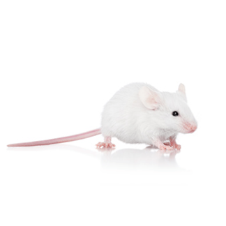Mice Frozen
