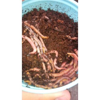 Red Wigglers 24 pack