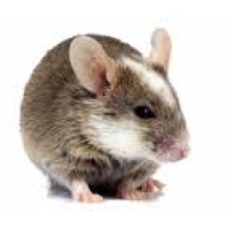 Frozen African Soft Fur Rats (ASFs)