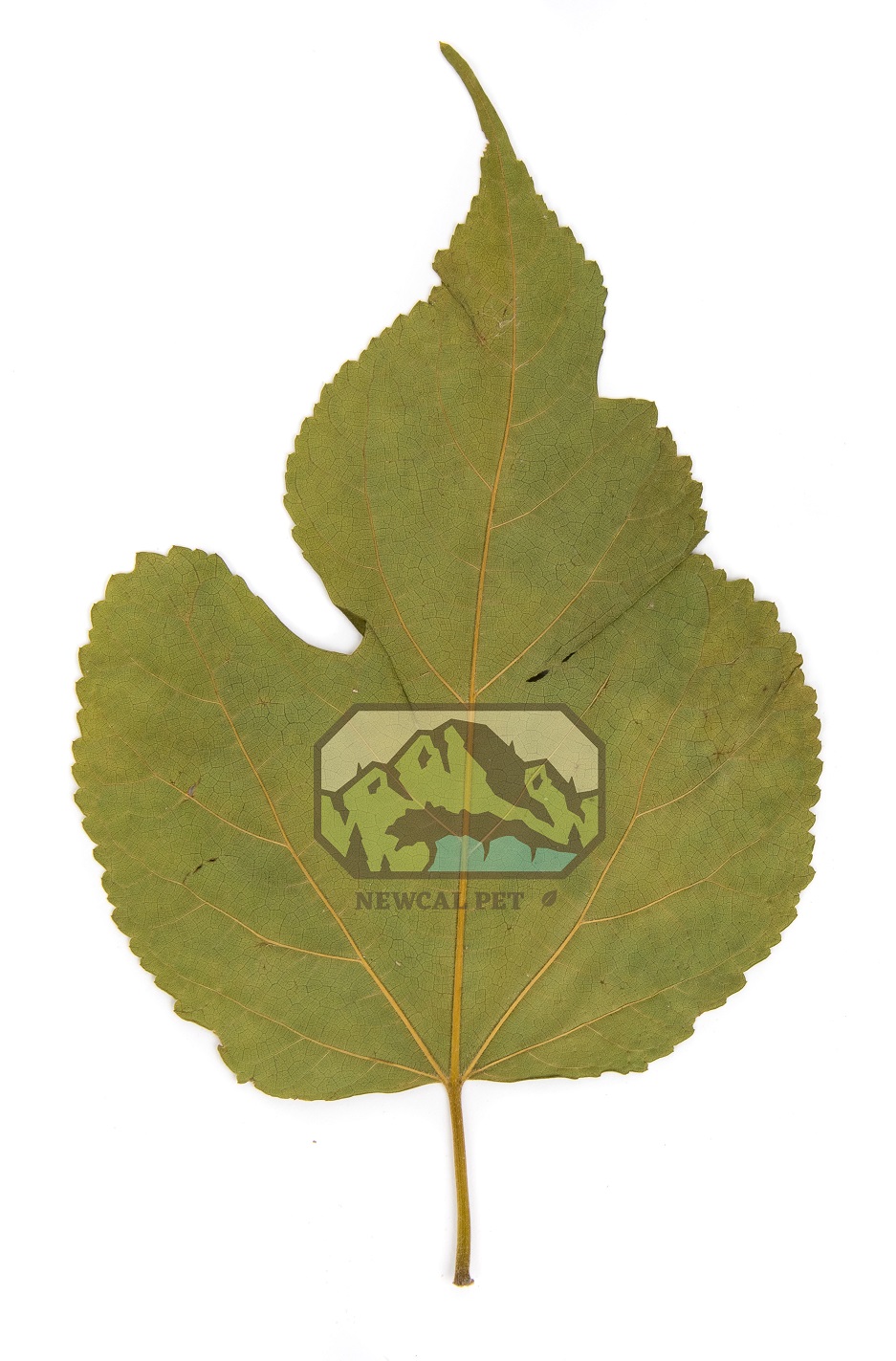 NewCal Mulberry Leaves (10-pack)