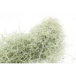JRP Spanish Moss