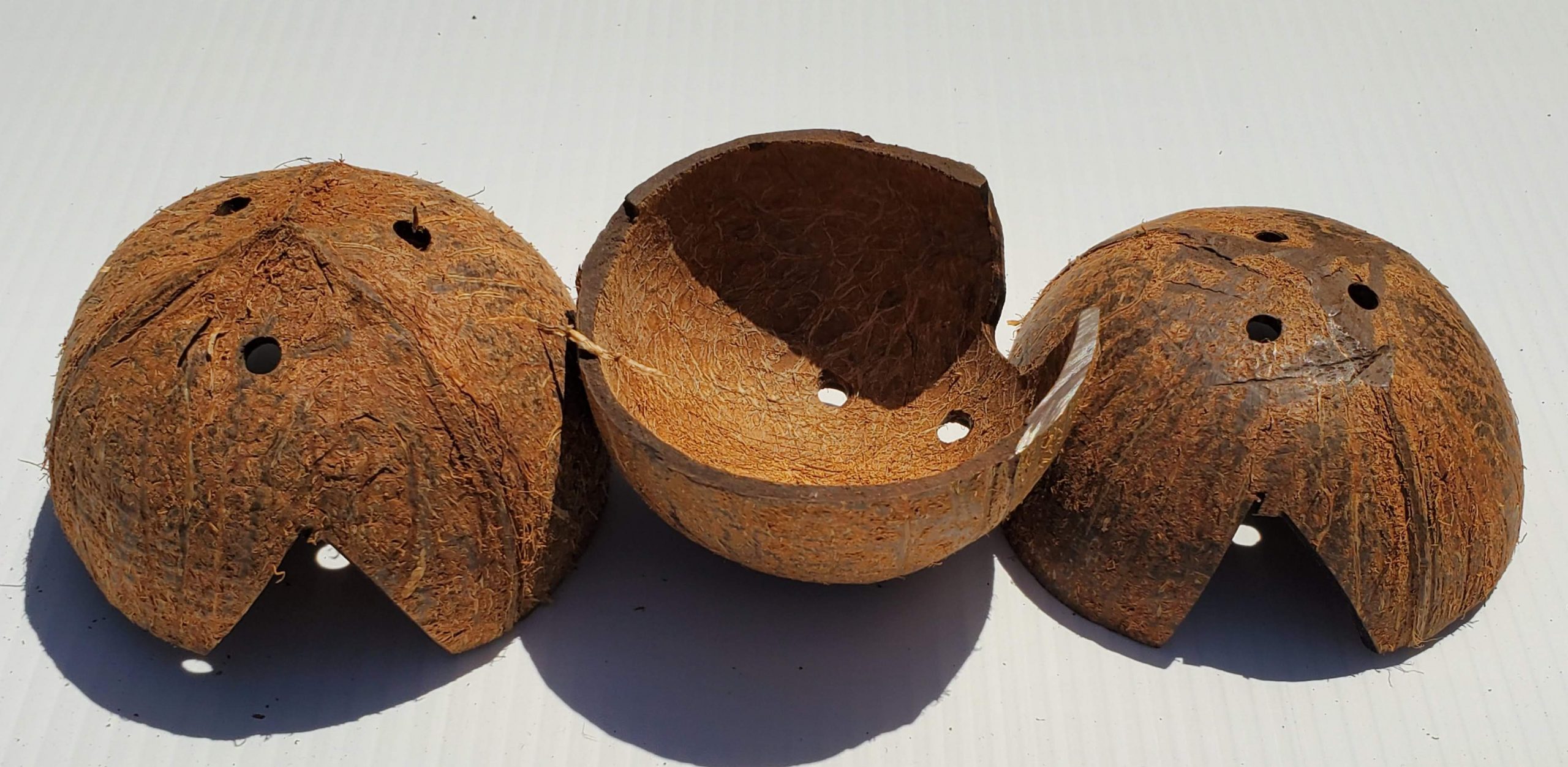 JRP 1/2 Coconut Shell Hide