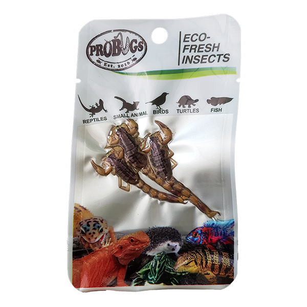 ProBugs Scorpions