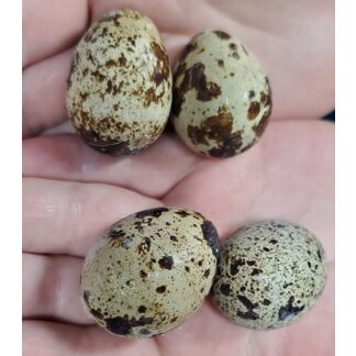 Quail Eggs (Frozen)