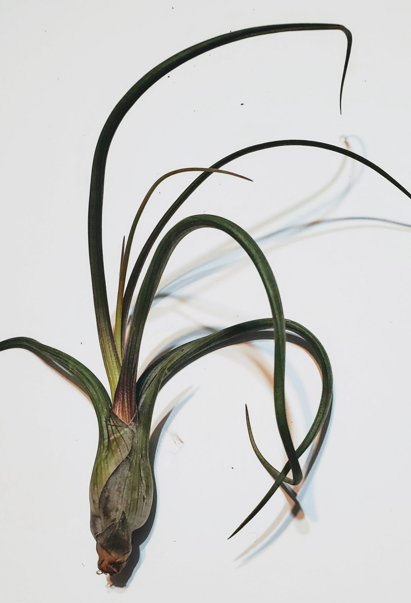 Air Plants (Tillandsia) - Medium - A - Image 3