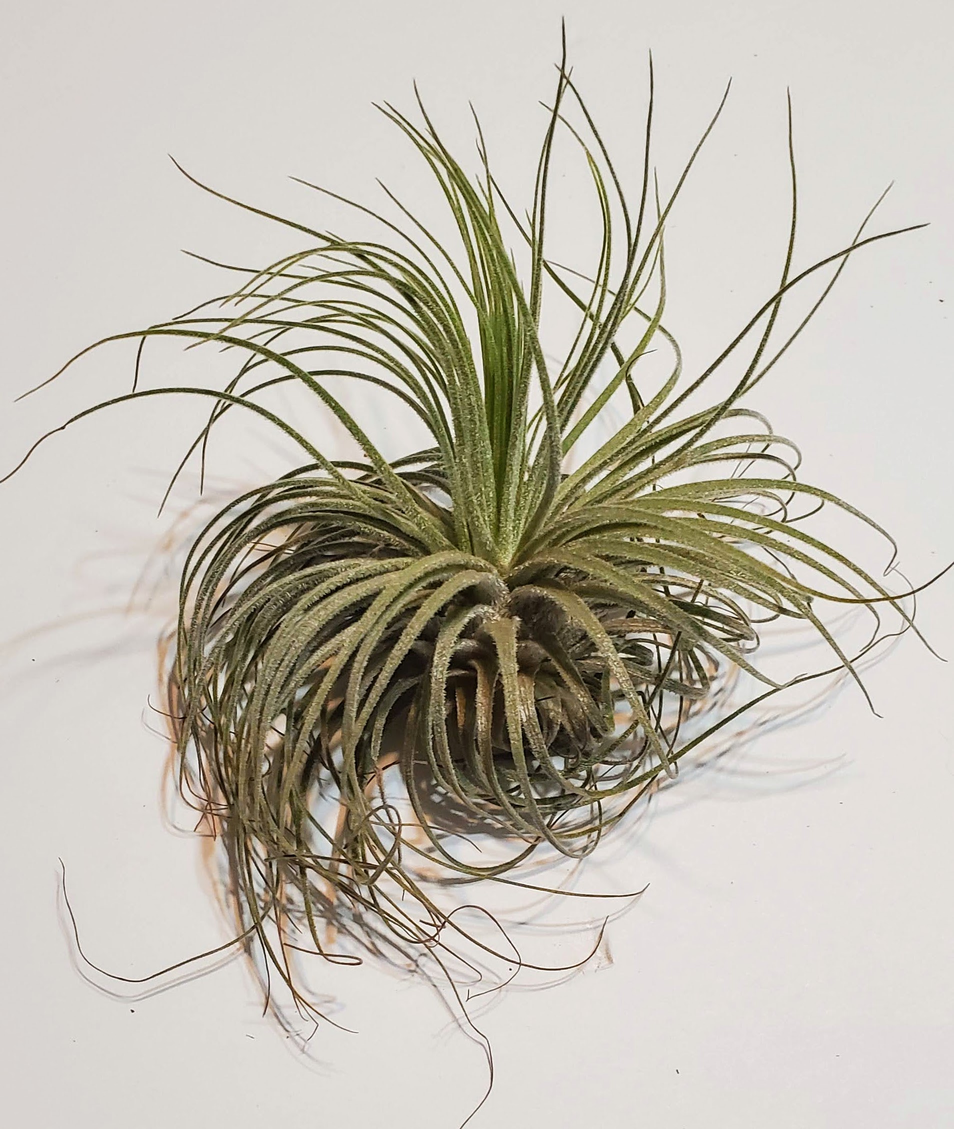 Air Plants (Tillandsia) - Medium - D - Image 2
