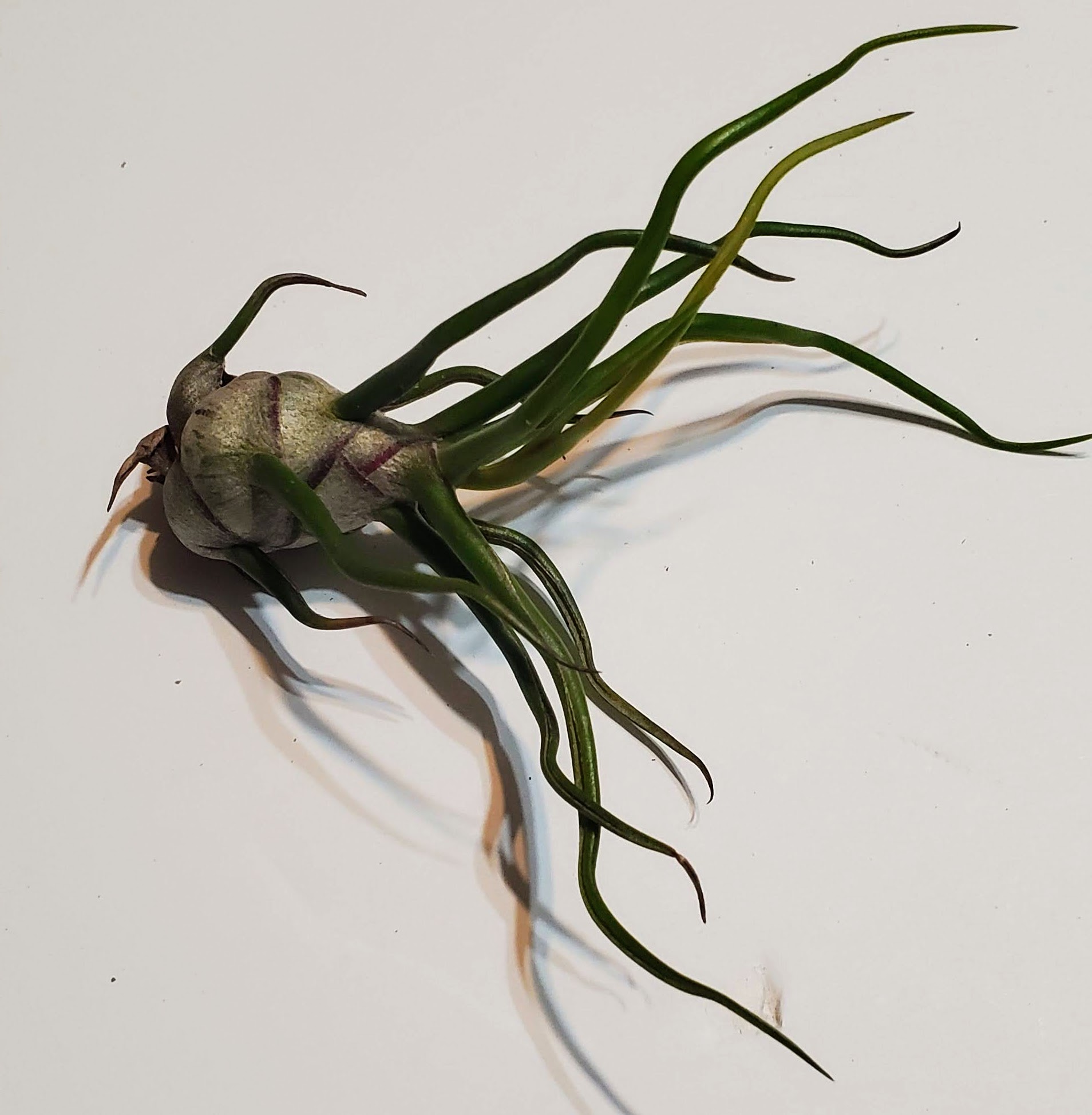 Air Plants (Tillandsia) - Regular - A - Image 3