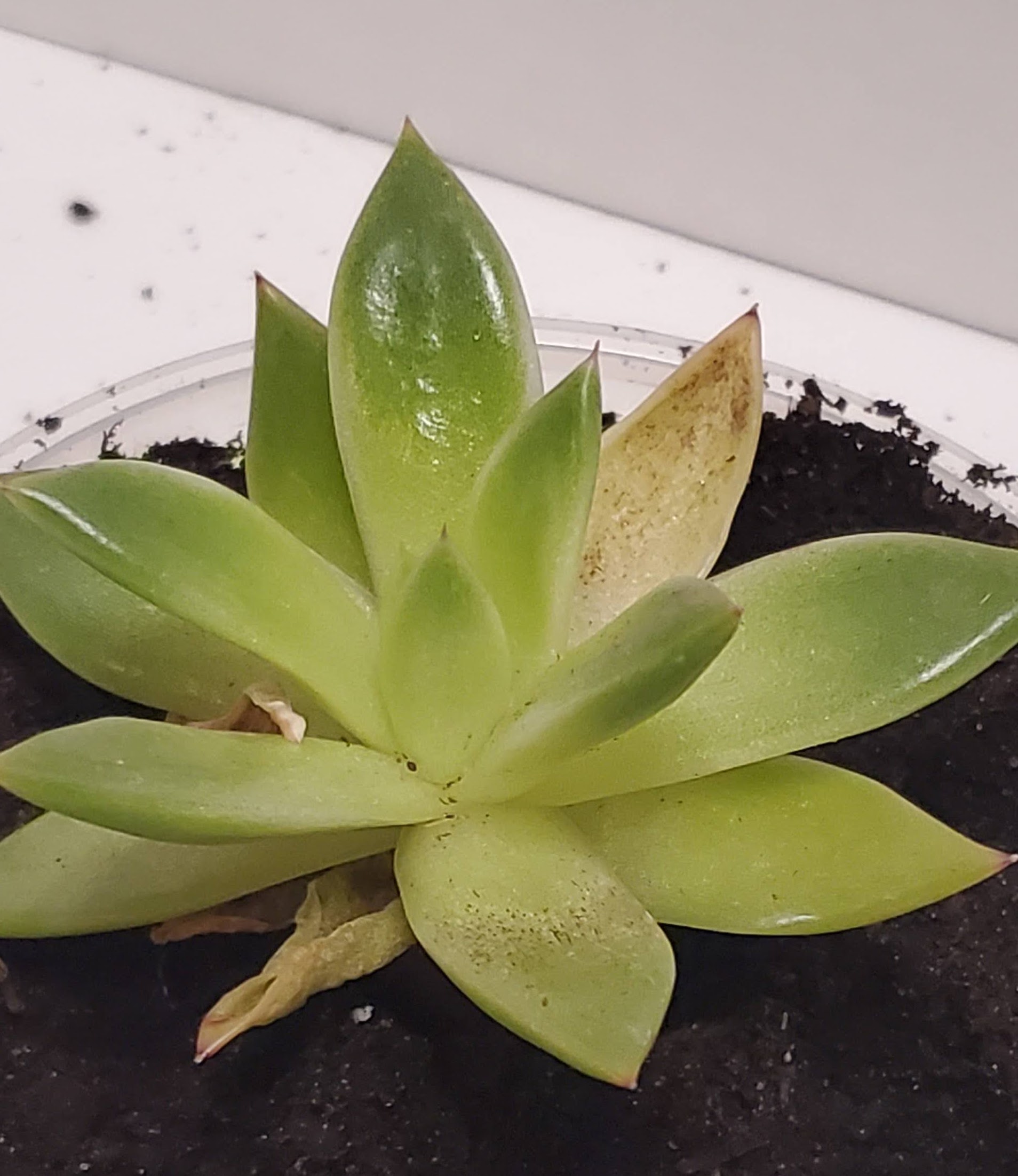 Succulents - H