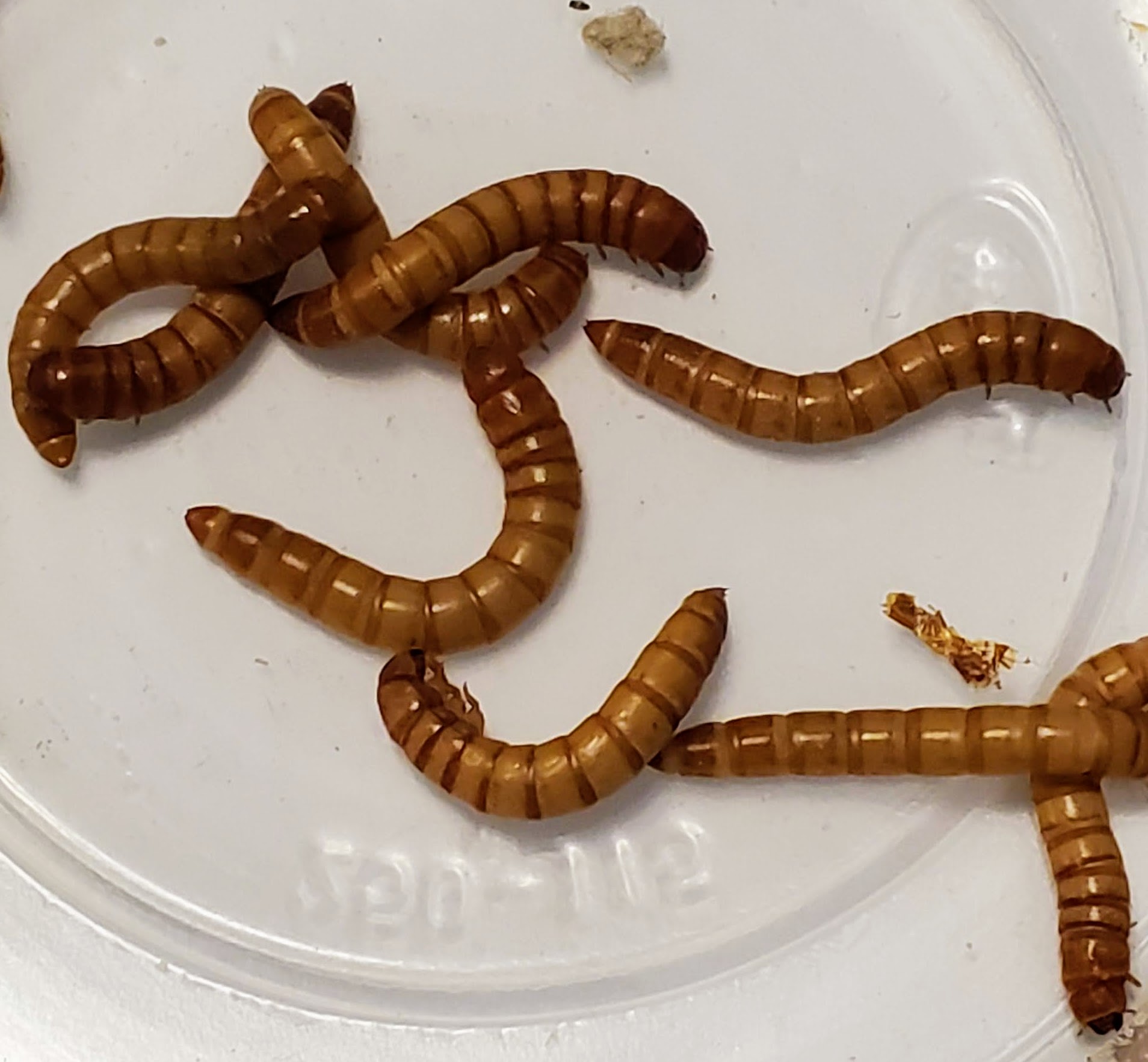 Giant Mealworms