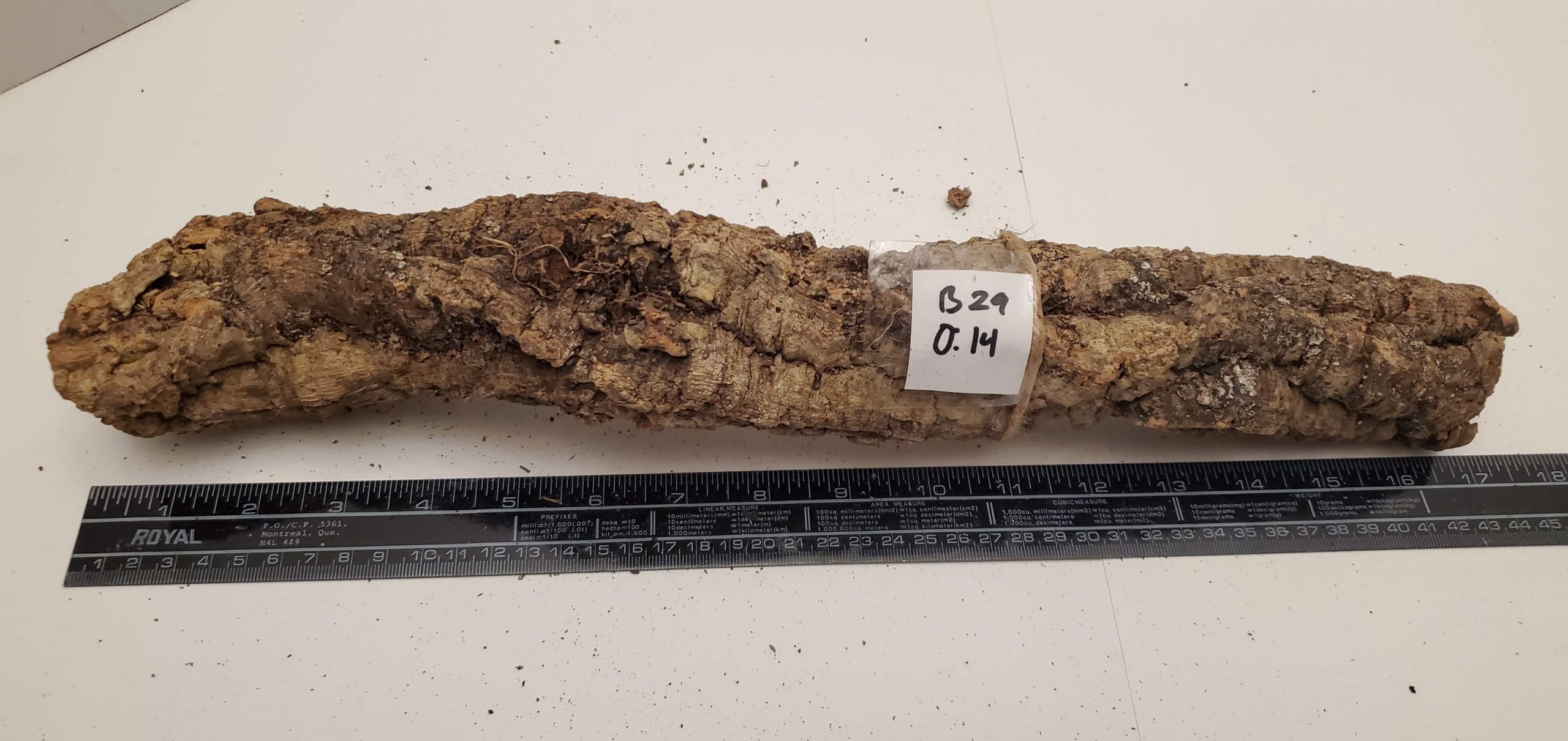 Cork Bark - Branch B029