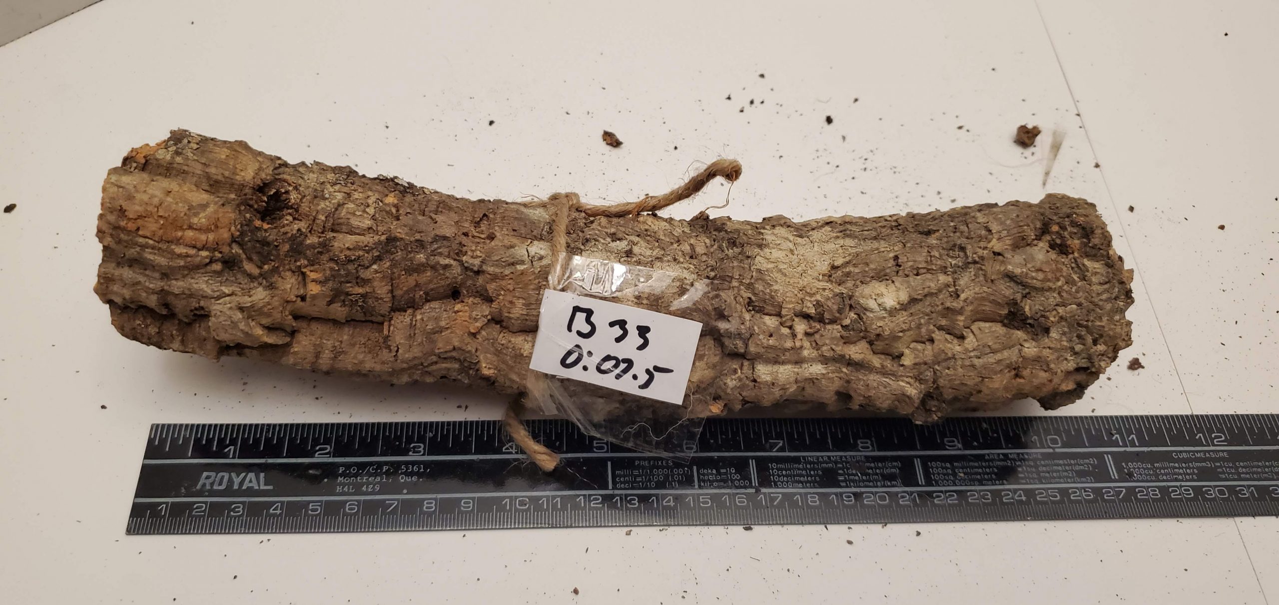 Cork Bark - Branch B033