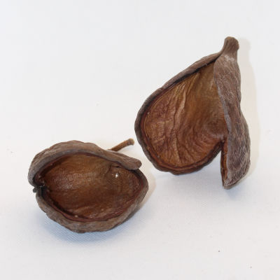 JRP Badam Pods (Jungle Pods) (2-pack)