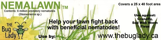 Nemalawn (Steinernema carpocapsae)