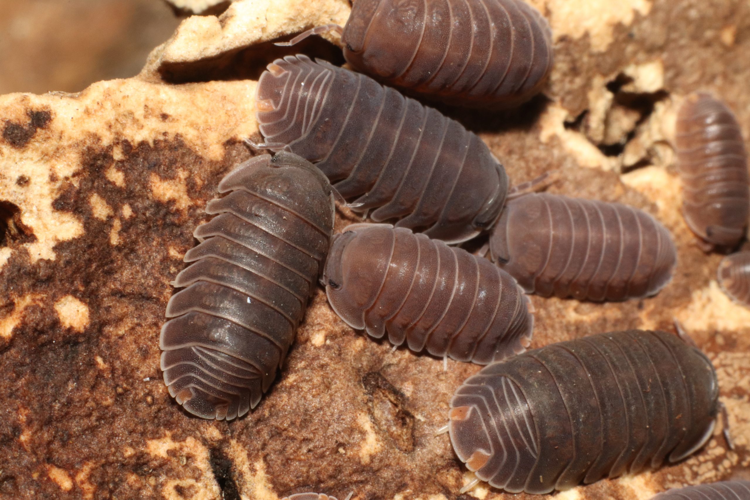 Porcellio dilatatus "Giant Canyon" Isopods (12pk) - Image 2