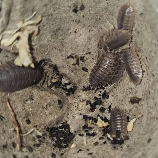 Porcellio dilatatus "Giant Canyon" Isopods (12pk)