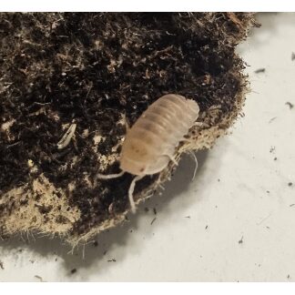 Cubaris Murina "Papaya/Pink" Isopods (12pk)