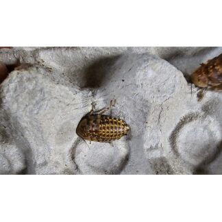 Discoid Roaches - Medium 15pk