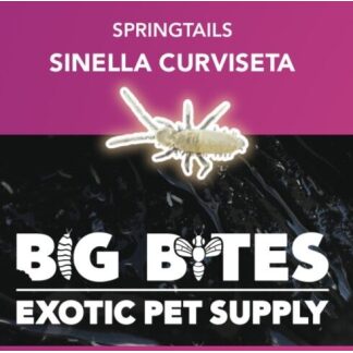 Big Bites Pink Springtail Culture (Sinella Curviseta)