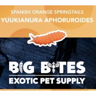 Big Bites Orange Springtail Culture (Yuukianura phoruroides)