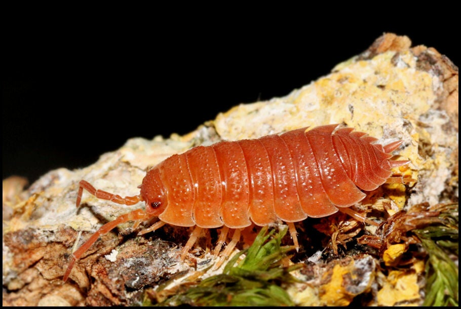 Porcellio Scaber "Orange" Isopods (Qty 12)