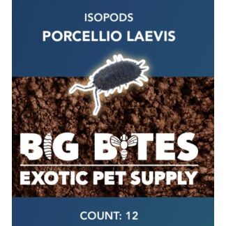 Big Bites Porcellio Laevis "Wildtype" Isopods (12pk)