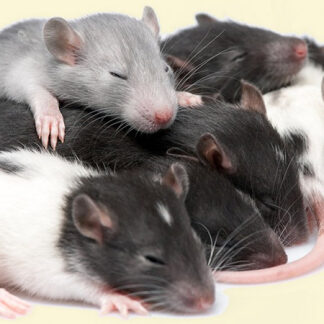 Dumbo Rat